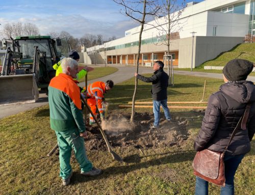 Die Traubeneiche wird gepflanzt…